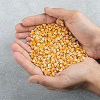 Corn4