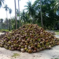 Palm Oil2