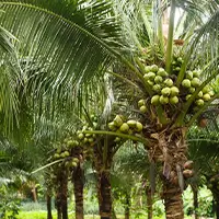 Palm Oil3
