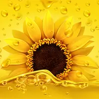 Sunflower Oil1