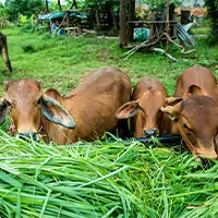 Cattle & Animal Feed1